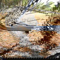 Carraro Big 912 D - 29 Jant 19'' 48cm ( Xl ) Kadro Hd Dağ Bisikleti- Gece Mavisi Siyah Turuncu